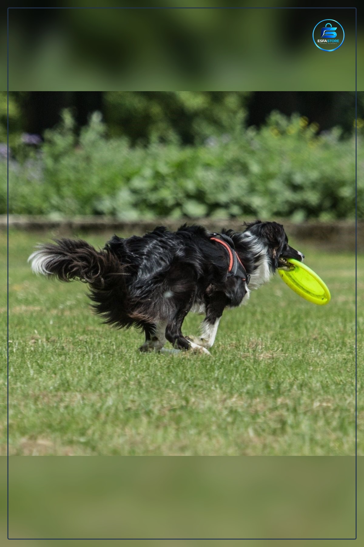 Köpek Frizbi Oyuncağı Eğitici Eğlenceli Yuvarlak Hafif Dayanıklı Plastik Kullanışlı Hediyelik