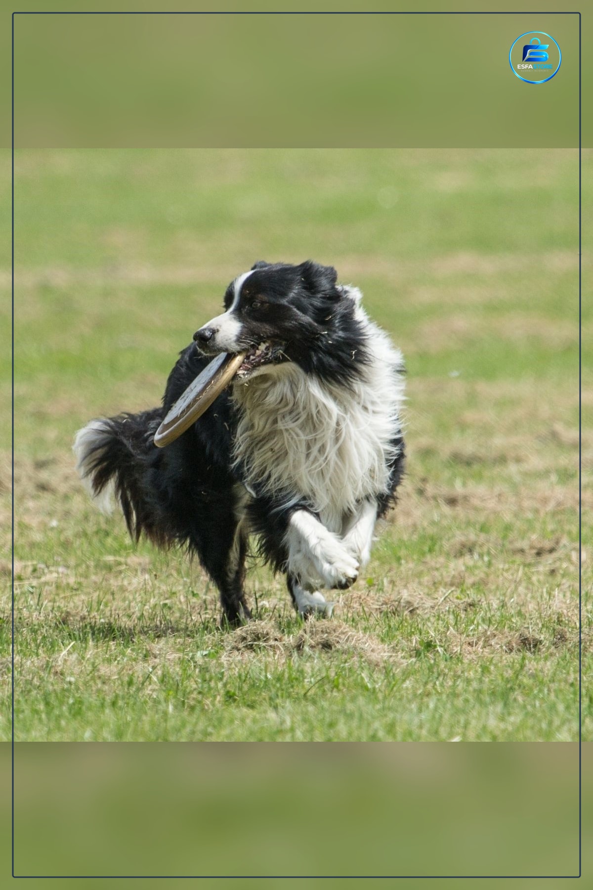 Köpek Frizbi Oyuncağı Eğitici Eğlenceli Yuvarlak Hafif Dayanıklı Plastik Kullanışlı Hediyelik